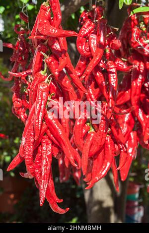 Ristra de guindas asciugando sotto il sole all'aperto casa di villaggio. I Guindas sono peperoni allungati di varietà cuciti come un mazzo e li aria fuori per asciugare. Acena de la Foto Stock