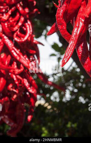 Ristra de guindas asciugando sotto il sole all'aperto casa di villaggio. I Guindas sono peperoni allungati di varietà cuciti come un mazzo e li aria fuori per asciugare. Acena de la Foto Stock