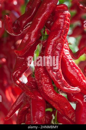 Ristra de guindas asciugando sotto il sole all'aperto casa di villaggio. I Guindas sono peperoni allungati di varietà cuciti come un mazzo e li aria fuori per asciugare. Acena de la Foto Stock