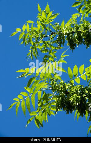 Europeo cenere / cenere comune Fraxinus excelsior foglie su ramo Fraxinus foglie Foto Stock