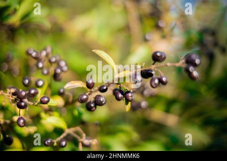 Un ramo di wallpaper wild privet. Privato comune Foto Stock