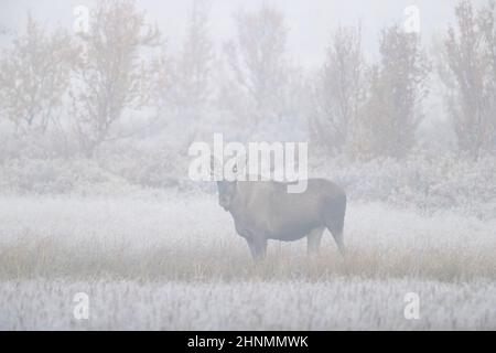 Moose / alce (Alces Alces) giovane toro con piccole corna che foraggiano in prima mattina nebbia / nebbia in taiga in autunno, Svezia Foto Stock