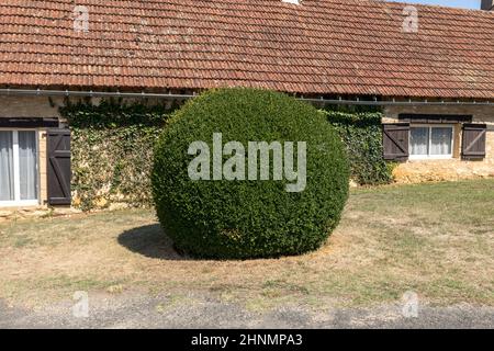 Arbusti da giardino curati. Palle giardino verde in Francia Foto Stock