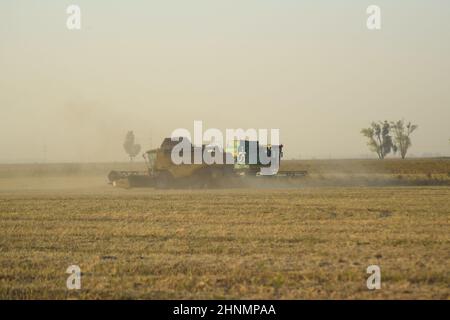 Raccolta della soia da combina nel campo. Foto Stock