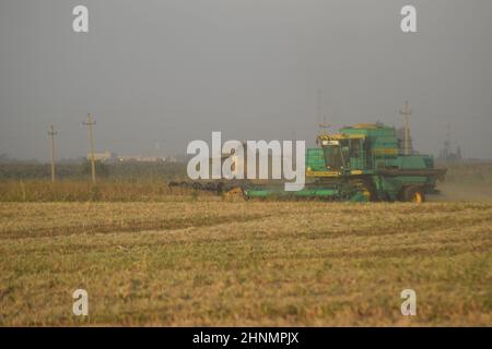 Raccolta della soia da combina nel campo. Foto Stock