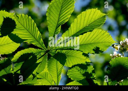 Foglia di castagno comune Foto Stock