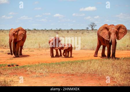 Famiglia di quattro bush africano Elefante africano (Loxodonta africana), ricoperti di polvere rossa, a piedi nella savana. Parco nazionale orientale di tsavo, Kenya Foto Stock