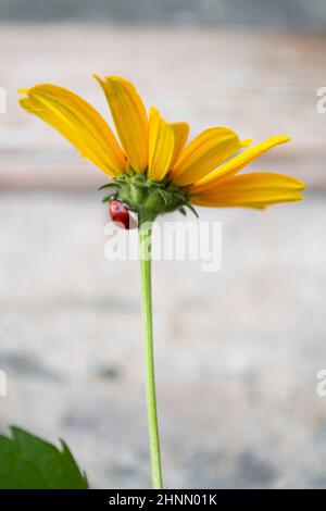 Ladybug su un fiore giallo primo piano. Immagine verticale Foto Stock