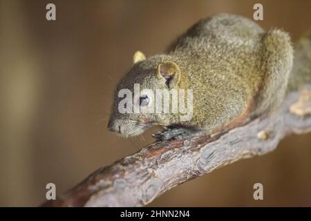Pallas's squirrel (Callosciurus erythraeus), also known as the red-bellied tree squirrel. Foto Stock