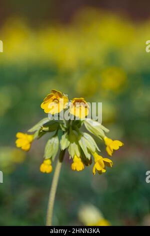 Primula veris in un campo aperto al Sankey Valley Park, Warrington, Cheshire, Inghilterra a Springtime Foto Stock