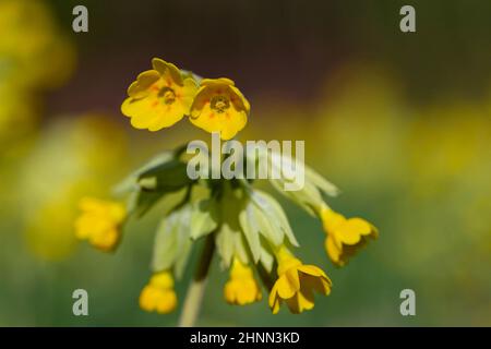 Primula veris in un campo aperto al Sankey Valley Park, Warrington, Cheshire, Inghilterra a Springtime Foto Stock