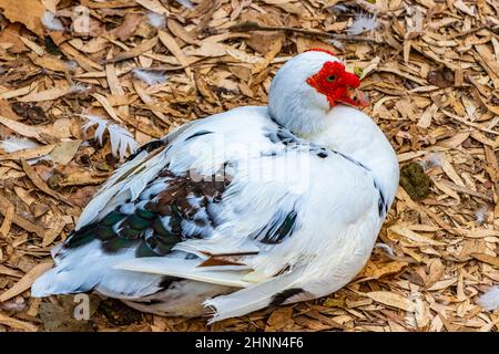 Strana anatra muscovy di anatra argentata rossa nel Parco Rodini sull'isola di Rodi in Grecia. Foto Stock