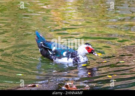 Strana anatra muscovy di anatra argentata rossa nel Parco Rodini sull'isola di Rodi in Grecia. Foto Stock