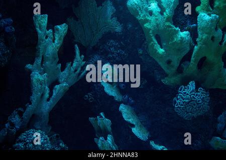 vista frontale primo piano della formazione di scuri coralli sul pavimento dell'oceano Foto Stock