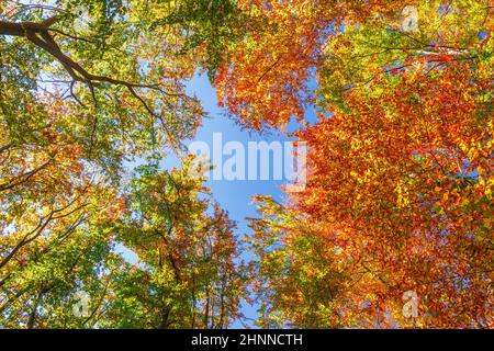 Corone di alberi in colori autunnali. Foto Stock
