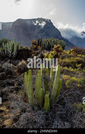 Cactus sull'altopiano roccioso di Capo Teno. Sullo sfondo, le scogliere di Los Gigantes. Tenerife. Isole Canarie. Spagna. Foto Stock