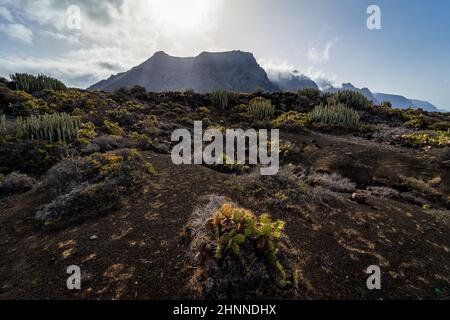 Cactus sull'altopiano roccioso di Capo Teno. Sullo sfondo, le scogliere di Los Gigantes. Tenerife. Isole Canarie. Spagna. Foto Stock