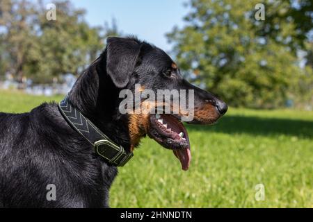 ritratto di un giovane cane beauceron Foto Stock