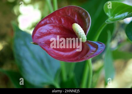 Fiore Anterhurium Close-up, un fiore rosso a forma di cuore Foto Stock