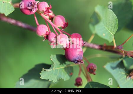 Bacche di saskatoon non mature su un ramo di albero. Foto Stock