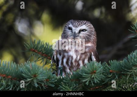 Ritratto di un boreale ha visto Owl in un albero. Foto Stock