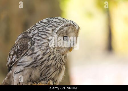 Ritratto del gufo Urale, Strix uralensis. Foto Stock