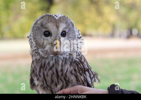 Ritratto del gufo Urale, Strix uralensis. Foto Stock