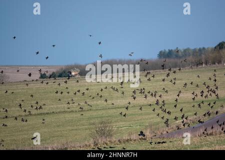 Un gregge (parlamento) di gabbiette (Corvus frugilegus) in volo su Salisbury Plain, Wiltshire UK Foto Stock