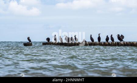 Cormorani seduti sui groynes Foto Stock