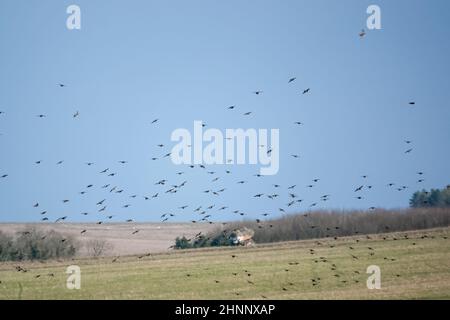 Un gregge (parlamento) di gabbiette (Corvus frugilegus) in volo su Salisbury Plain, Wiltshire UK Foto Stock