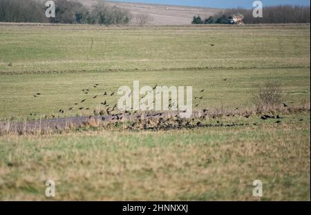 Un gregge (parlamento) di gabbiette (Corvus frugilegus) in volo su Salisbury Plain, Wiltshire UK Foto Stock