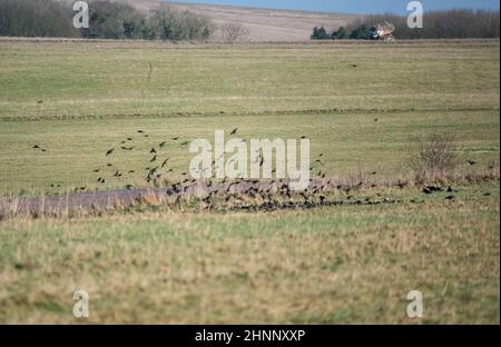 Un gregge (parlamento) di gabbiette (Corvus frugilegus) in volo su Salisbury Plain, Wiltshire UK Foto Stock