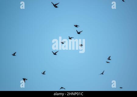 Un gregge (parlamento) di gabbiette (Corvus frugilegus) in volo su Salisbury Plain, Wiltshire UK Foto Stock