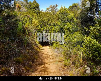 Sentiero percorso a piedi nella foresta di Kirstenbosch National Botanical Garden. Foto Stock