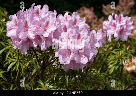 Rhododendron ponticum Filigran (Rhododendron ponticum) Foto Stock