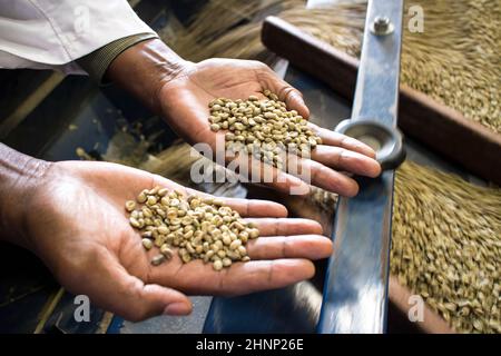Processo di selezione delle dimensioni del caffè presso la fabbrica di esportatori in Kenya Foto Stock