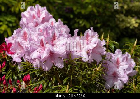 Rhododendron ponticum Filigran (Rhododendron ponticum) Foto Stock