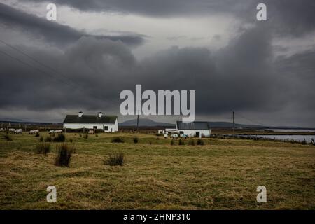 11-24-2019 Augness, Ballycroy, contea Mayo, Irlanda. Un autunnday oscuro e nuvoloso. Due cottage bianchi con vista sulla baia di Blacksod. Qualche pecora pascolo. Foto Stock