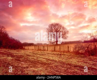 Interessante albero solistico in un paesaggio più ampio, ma intimo Foto Stock