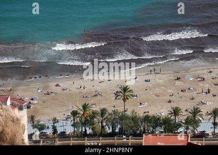 Fioritura di alghe Foto Stock