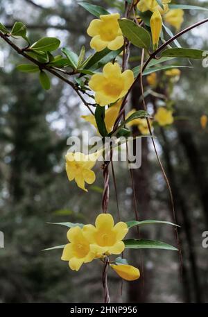 Una vite della Carolina Jessamine mette fuori un certo colore iniziale mentre i relativi fiori fanno un'apparenza a metà-inverno nella Florida centrale del nord. Foto Stock