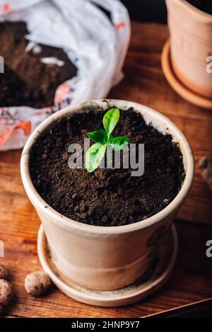 Reputare la giovane pianta di Tangerine in un vaso di ceramica a casa Foto Stock