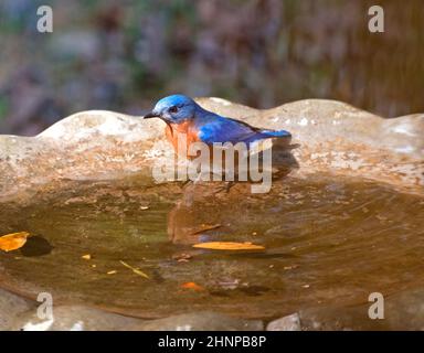 Bella multicolore Lazuli Bunting allevamento di uccelli maschi in un bagno di uccelli cortile nel nord della Florida, durante i mesi invernali. Foto Stock