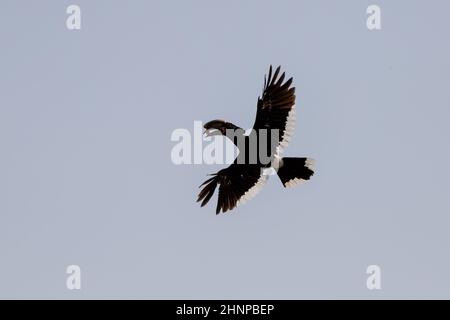 Black Trumpeter Hornbill in volo in giornata di sole (Bycanistes bucinator) Foto Stock