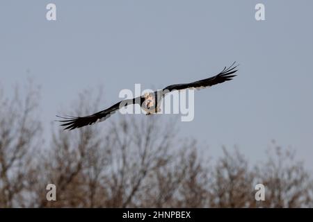 Black Trumpeter Hornbill in volo in vista frontale (Bycanistes bucinator) Foto Stock