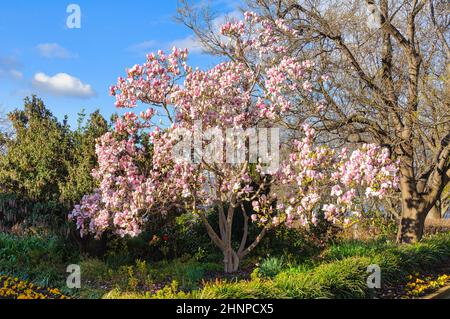 magnolia in fiore a Princes Park - Hobart, Tasmania, Australia Foto Stock