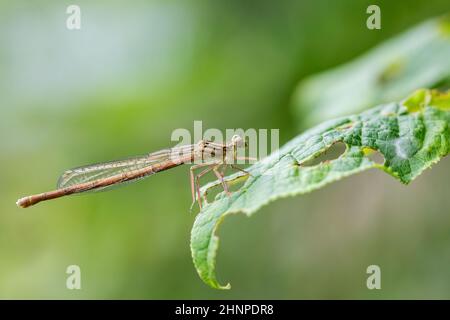 Femmina damselfly con zampe bianche o zampa di piume blu (Platycnemis Pennipes), Repubblica Ceca, Europa fauna selvatica Foto Stock