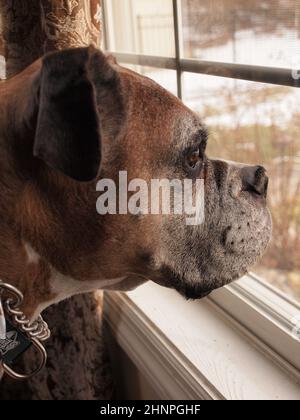 Pugile per animali domestici che guarda fuori una finestra che sembra godere della vista. Foto Stock