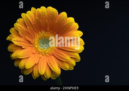 Gerbera giallo, fiore singolo con gocce d'acqua su sfondo posteriore. Fotografia floreale. Foto Stock