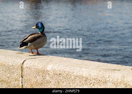 Anatra colorata seduta su una recinzione in pietra vicino al fiume Foto Stock